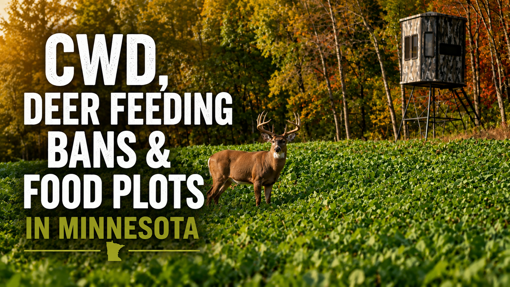 Minnesota CWD deer feeding bans food plots and habitat management guide