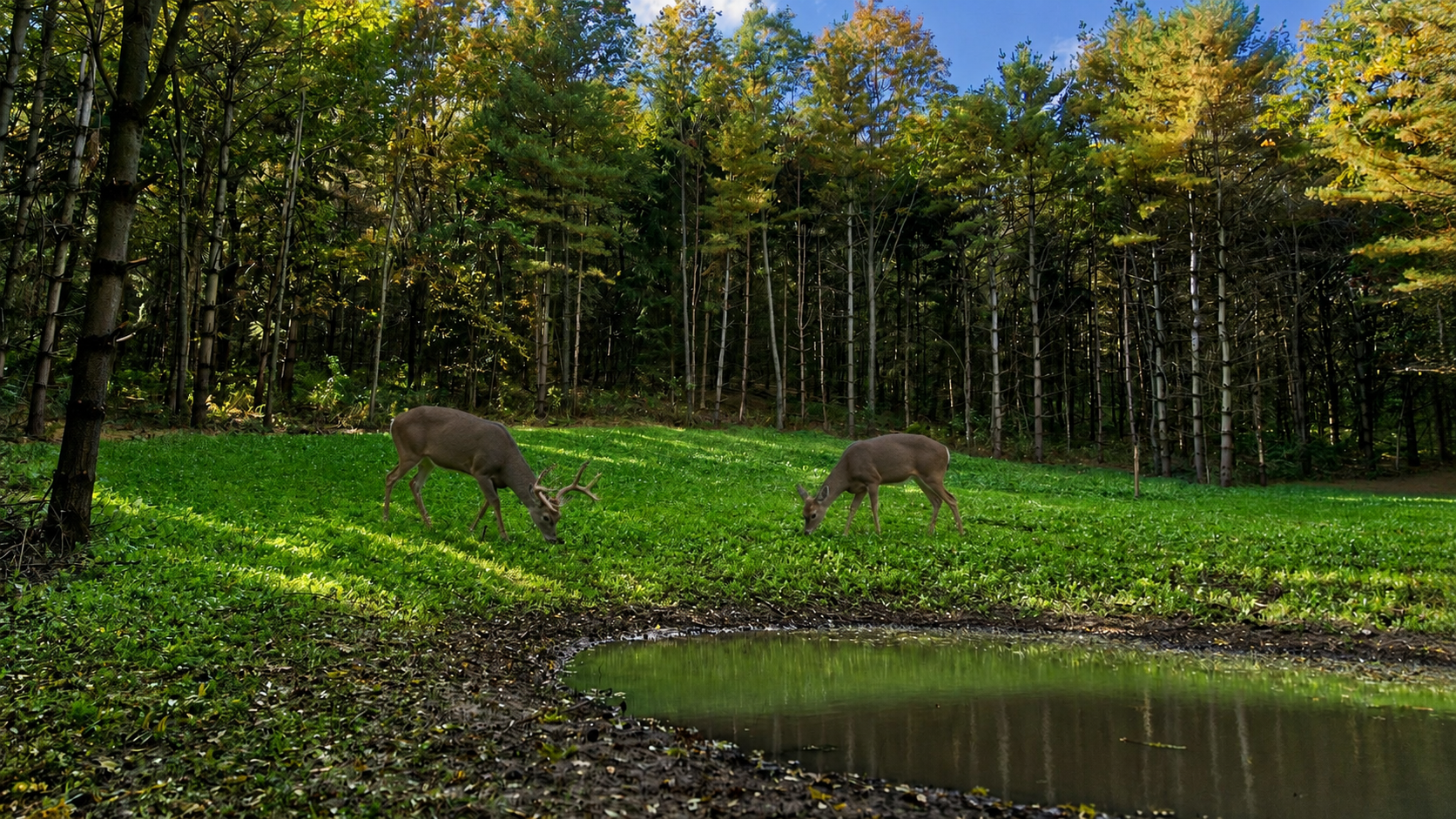 Deer using a Minnesota food plot before hunting season