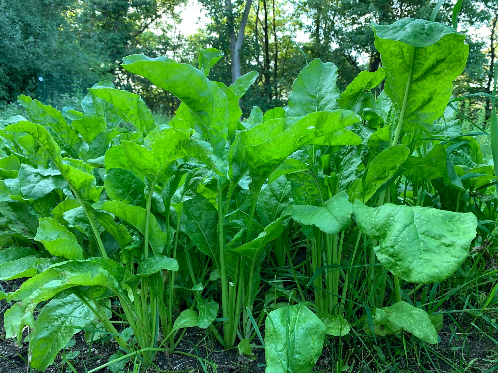 Domain Outdoors Beet Down Deer Mix - Thumbnail 4