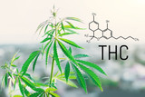 What Is THC Delta-8? - Learn More About Delta-8 Products