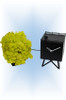 Cuckoo Clock modern style Birdwatching by Progetti - right