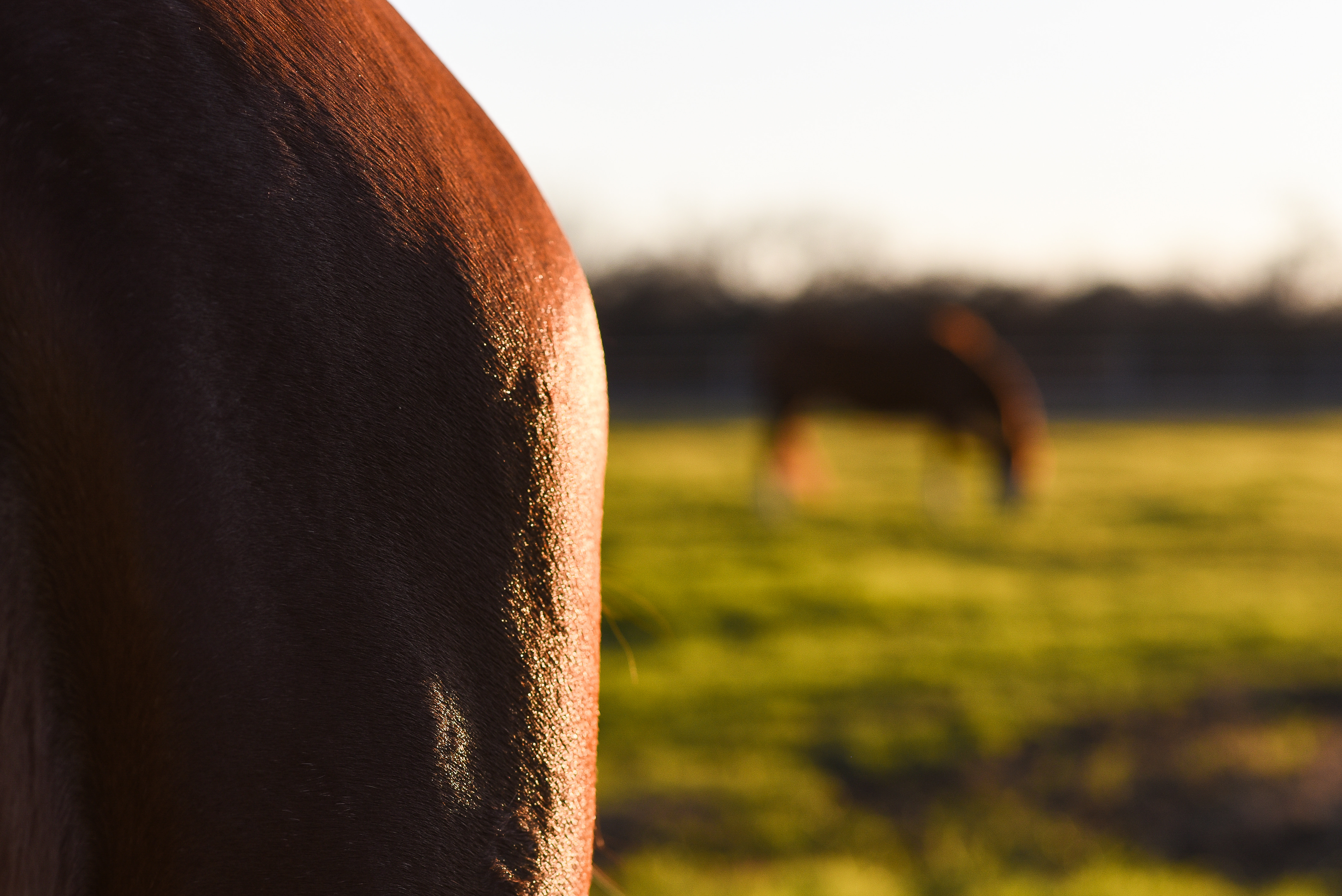 What To Consider When Transitioning to a Forage-only Diet for Horses -  Vitalize