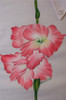 Harriet's Gladiolus Fabric Painting - E-Packet - Debra Welty