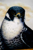 Peregrine Falcon - E-Packet - Karen Hubbard