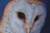 Barn Owl - E-Packet - Karen Hubbard