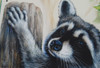 Summer Raccoon - E-Packet - Karen Hubbard