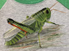 Year of the Grasshopper - E-Packet - Debra Welty