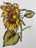 Sunflower - E-Packet - Debra Welty