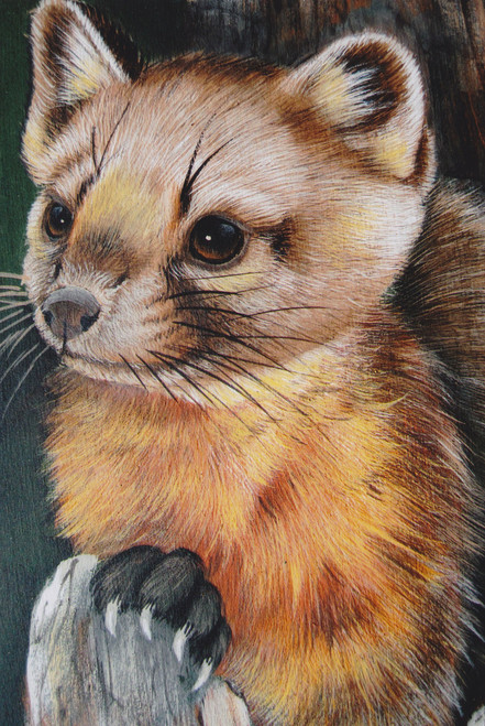 Pine Marten - E-Packet - Karen Hubbard