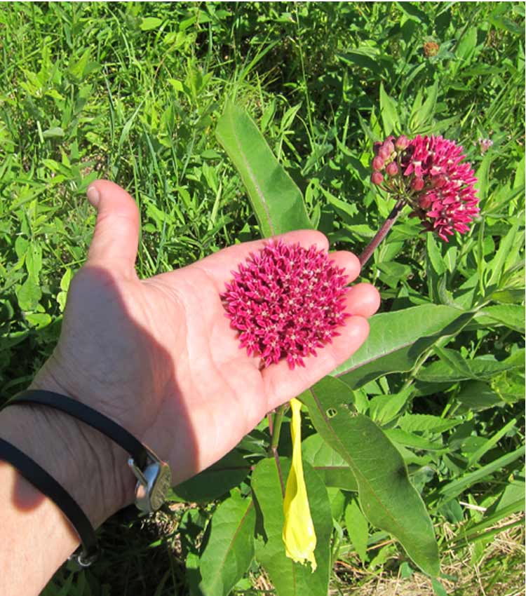 Woman's hand holding a red wild flower