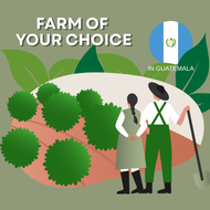 Farm of your Choice - Guatemala