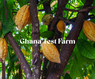 African Farm