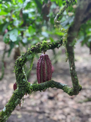 Hacienda Alcazar -Capexport - Ecuador