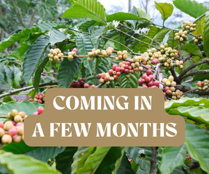 Cameroon Coffee Farm