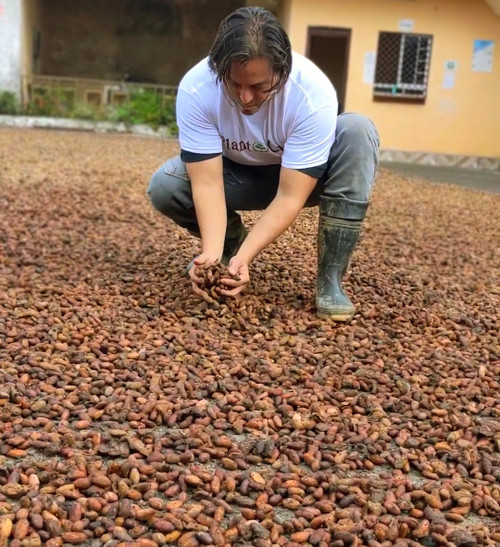 Alcazar Cacao Beans : 49