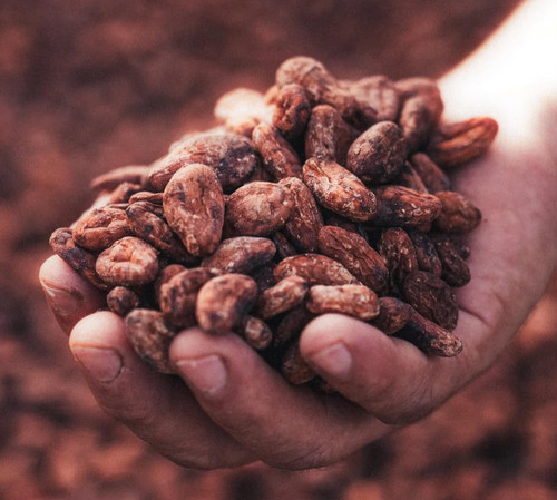 Cacao Acriollado Hondureño : 51