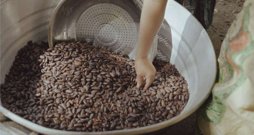 Cacao Fermentado y Secado : 52