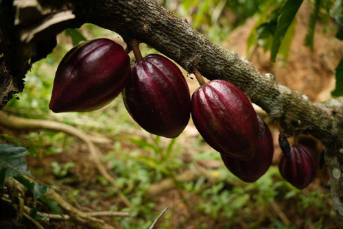 Cacao lavado y Secado : 52