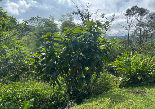 Maqui Cloud Forest Biosphere Coffee™ : 55