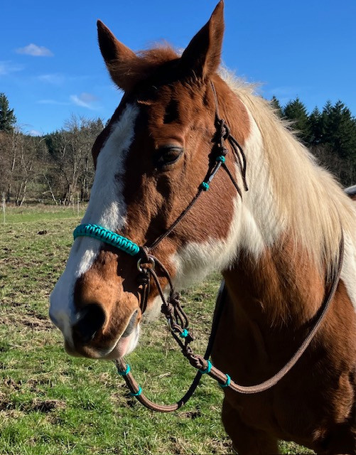 Rênes de corde de cheveux de cheval Mane 8 pieds 3/8 di