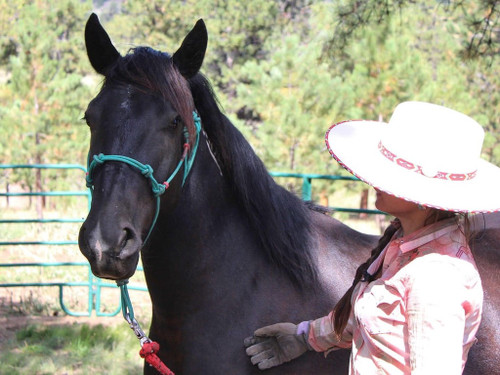 Training Halter, Mustang Training Halter