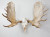 Dead on Display European Mount Hanger | Large Skull Bracket