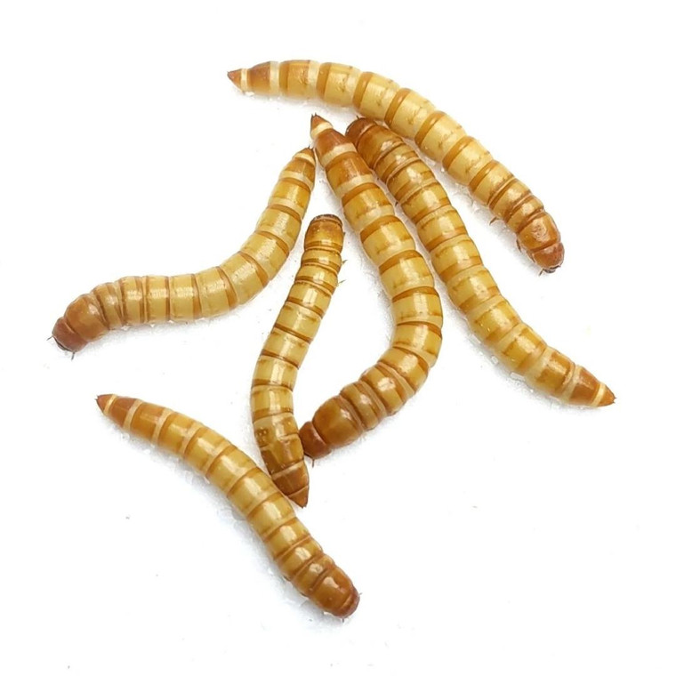 Bubbas Meal Worms