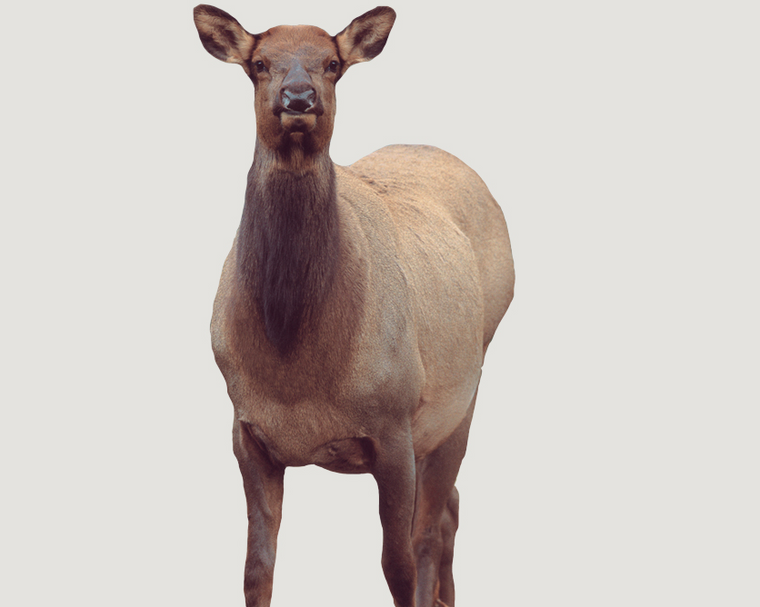 Montana Decoy Eichler Elk