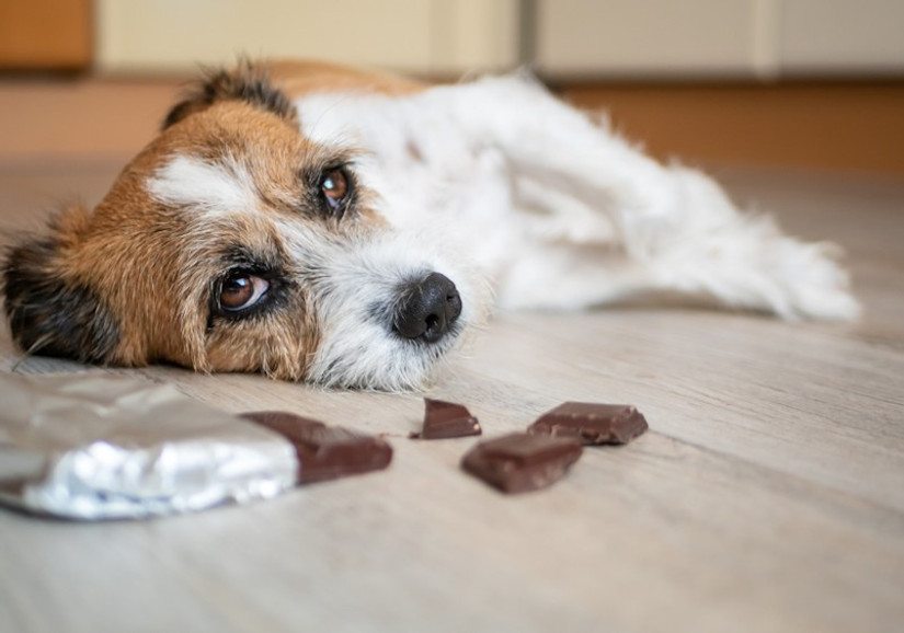 Chocolate and Other Foods to Keep Away from Fido