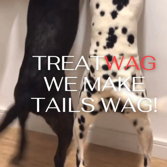 Why Do Dogs Wag Their Tails?