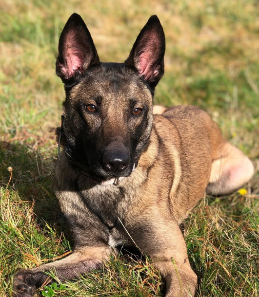 In the News: TreatWag Partners with The Woof Project Rescue to Support Rescue Dogs