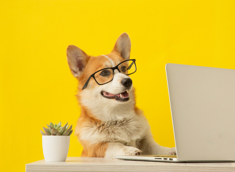 Why Dogs Need Jobs (Yes, Even Pooh Bear Benefits From Purpose!)