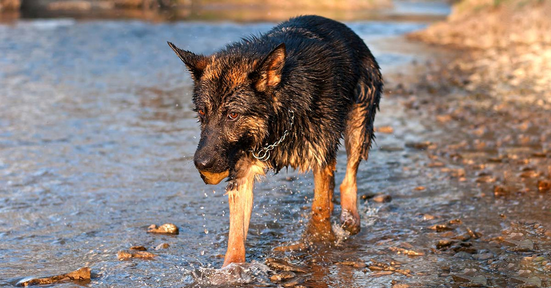 Does Your Dog Chew on Rocks? Prevention is Best but You Can Break This Bad Habit