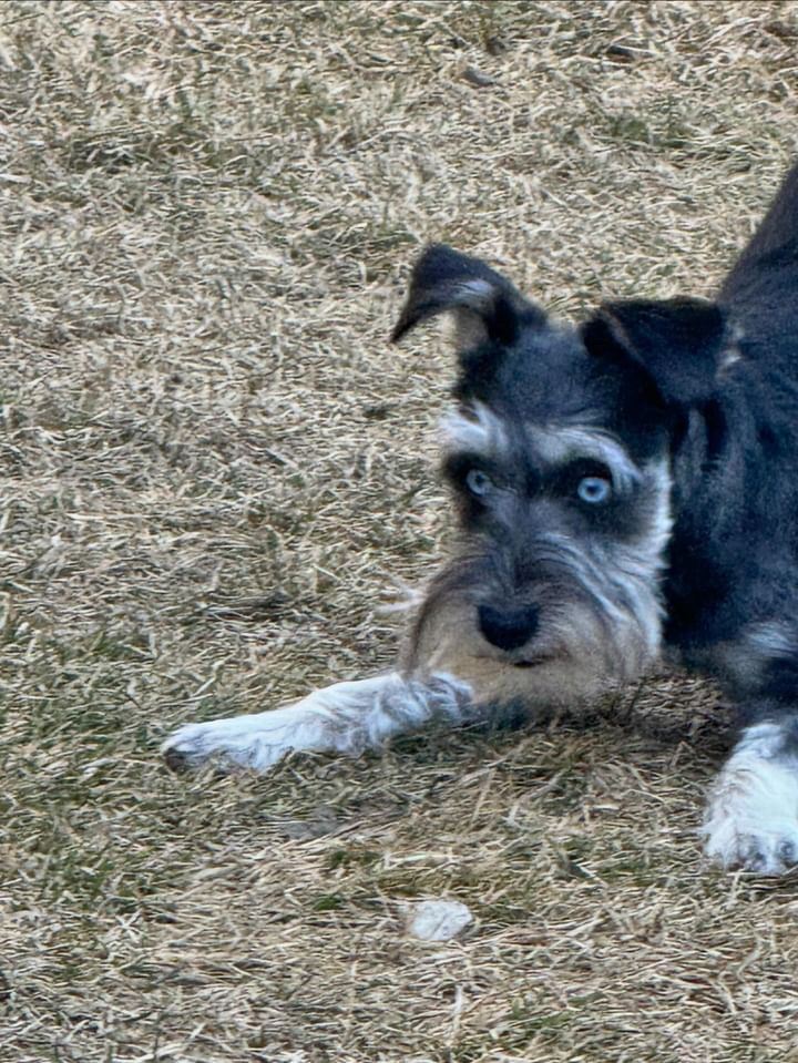 schnauzer