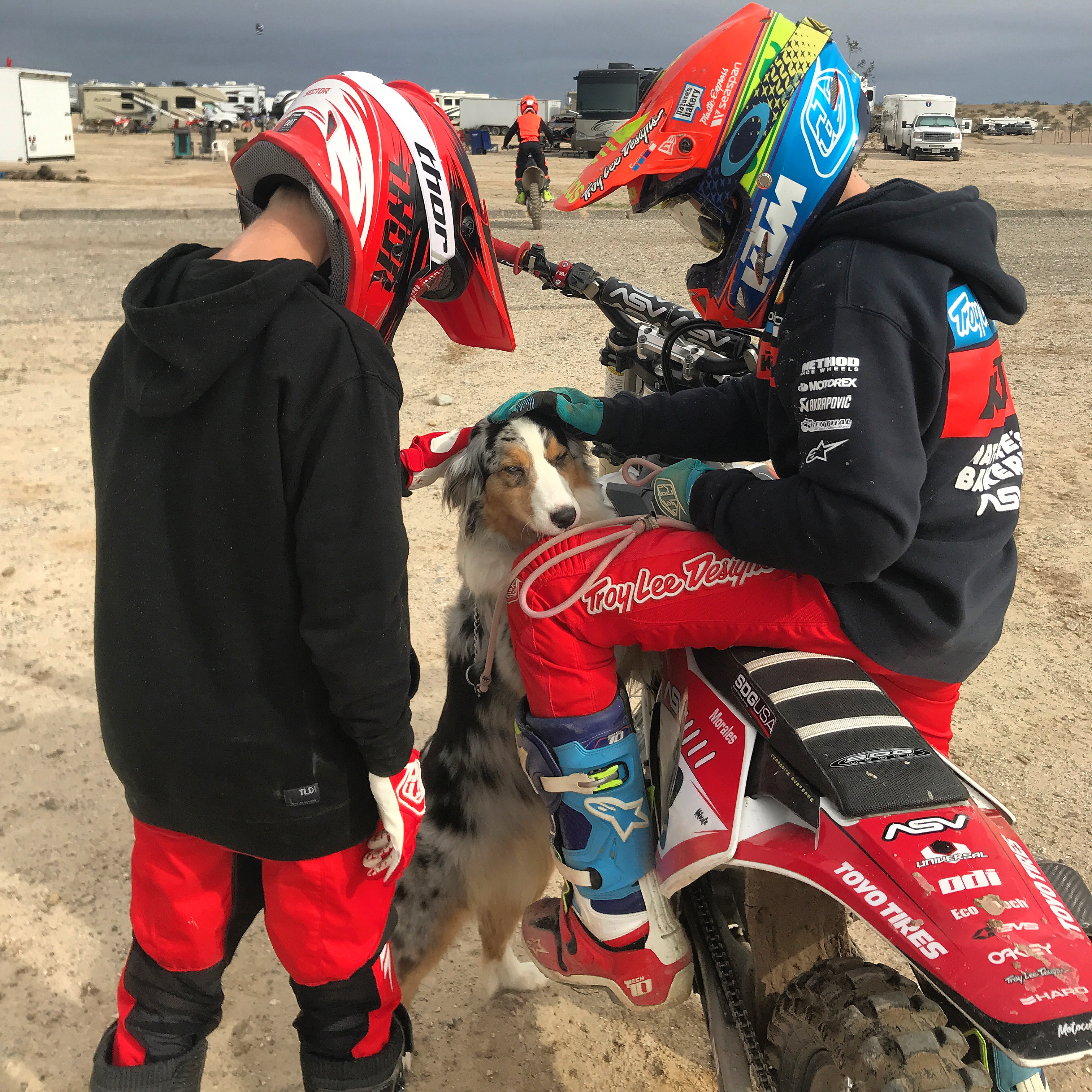 australian shepherd dessert motocross