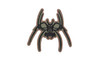 SPIKE'S SPIDER PATCH WOODLAND
