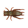 Berkley Gulp! Alive! Cricket, 1" Breen