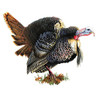 Rivers Edge Products Magnet Sign Turkey Auto