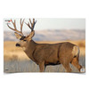 Birchwood Casey Eze-Scorer Mule Deer (Per 100)