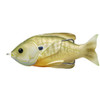 LiveTarget Lures Sunfish Hollow Body 3" , Numner 3/0 Hook Size, Topwater Depth, Natural/Green Bluegill