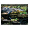 Rivers Edge Products Cutting Board Alligator