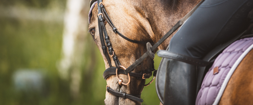 Equestrian Sports Bra for Horseback Riding 