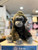 Gorilla Fahlo Plushie
