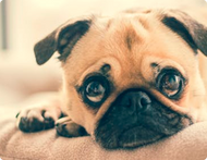 University of Georgia - NHV Clinical Trials