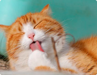 NHV Supplements Used By The University of Tennessee