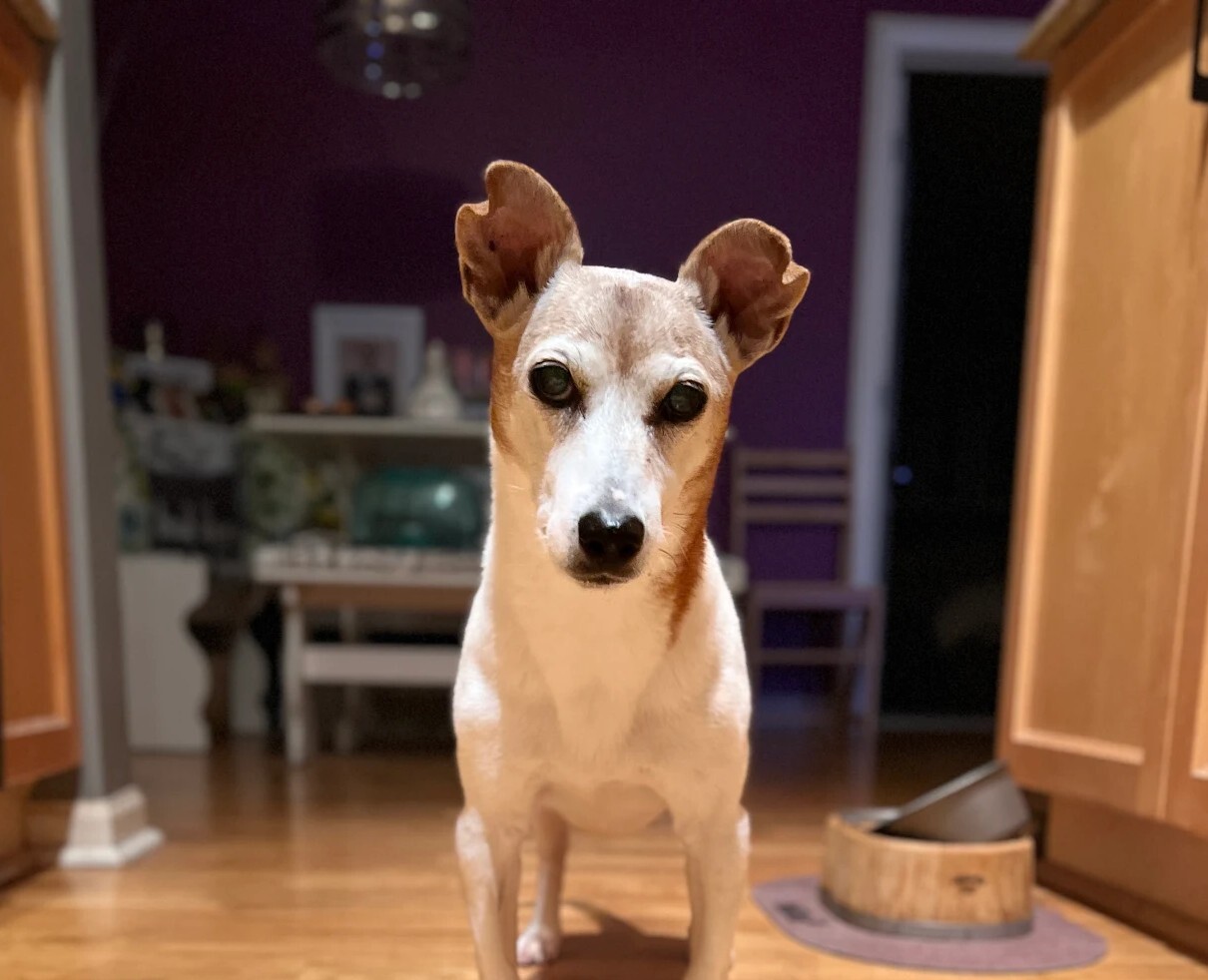 Supporting Canine Respiratory Health