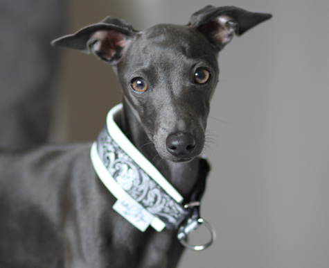 are bones easily digested by a italian greyhound