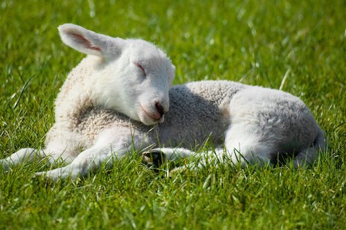 moutons et chèvres