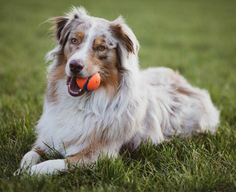 Dog Pet Supplies: Finding the Best Dog Product for Your Aussie