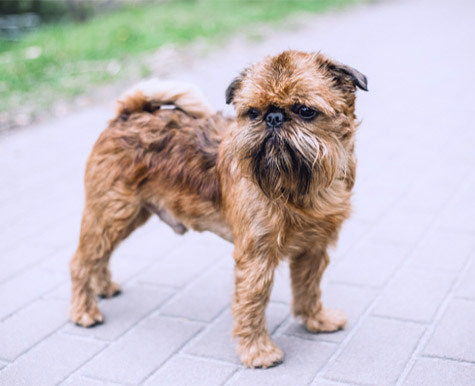 are bones easily digested by a brussels griffon